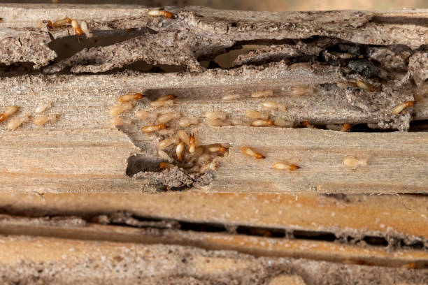 Best Spider Control Near Me  in Bridgeport, MI